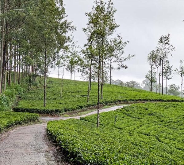 road through Scenic tea plantation in dayagama